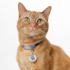 3-Pack Pet Tag