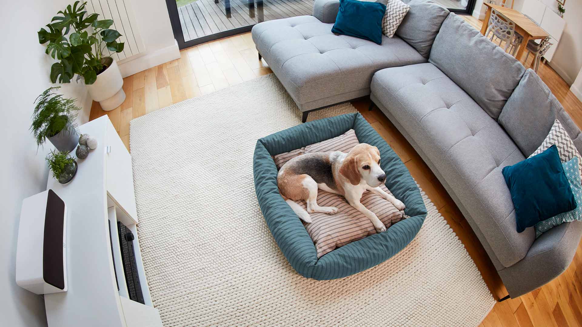 Pet Deluxe Kit