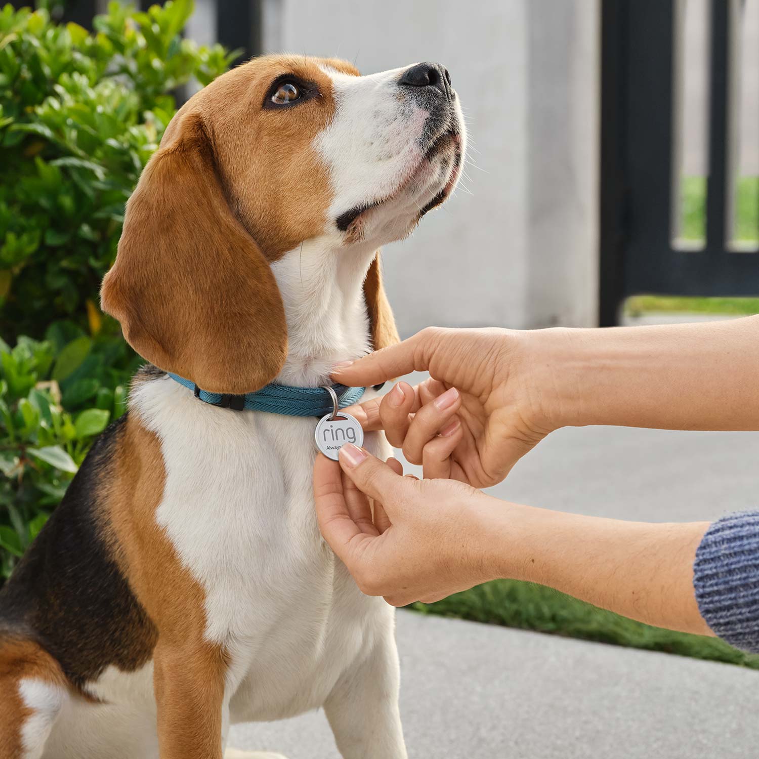 Pet Deluxe Kit