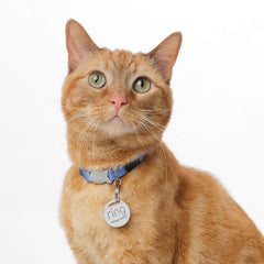 Pet Deluxe Kit