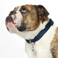 2-Pack Pet Tag